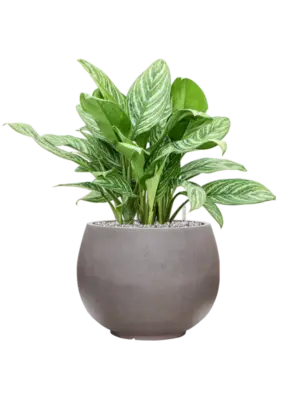 Soil (Vulkastrat)