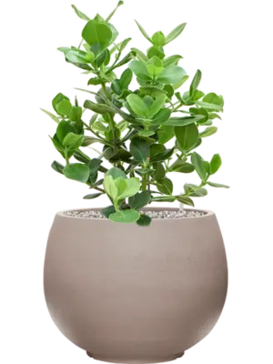 Soil (Vulkastrat)