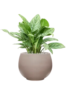 Soil (Vulkastrat)