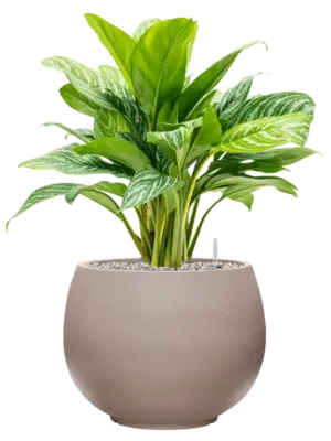 Soil (Vulkastrat)