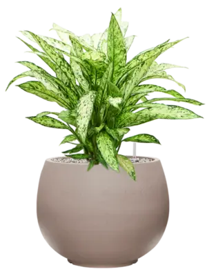 Soil (Vulkastrat)