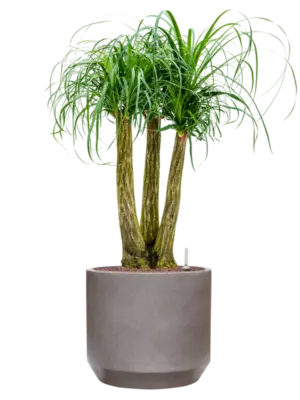 Hydroculture