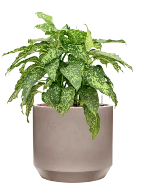 Hydroculture