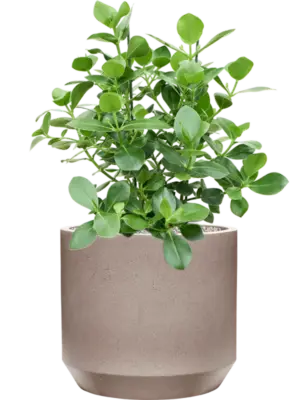 Soil (Vulkastrat)