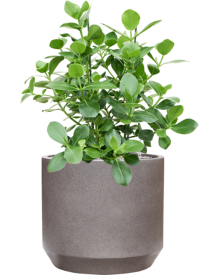 Soil (Vulkastrat)