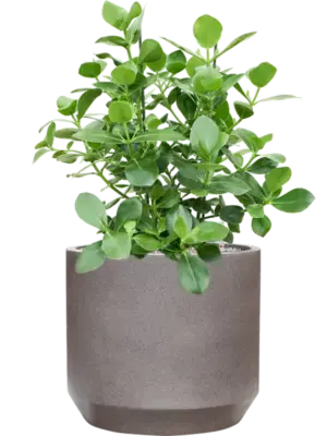 Soil (Vulkastrat)