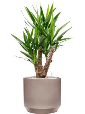 Soil (Vulkastrat)