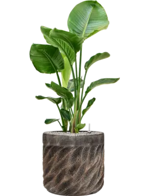 Soil (Vulkastrat)