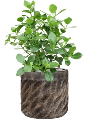 Soil (Vulkastrat)