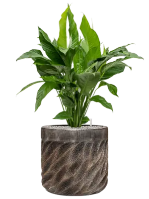Soil (Vulkastrat)