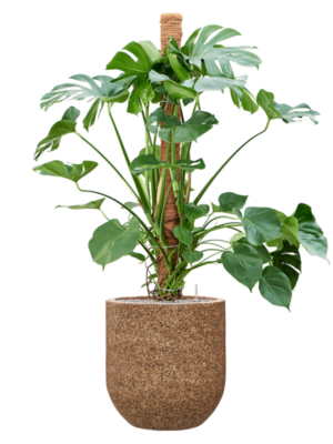 Soil (Vulkastrat)