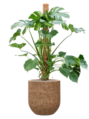 Soil (Vulkastrat)