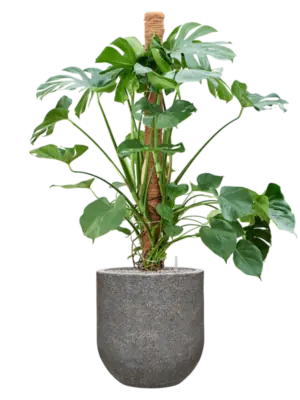 Soil (Vulkastrat)