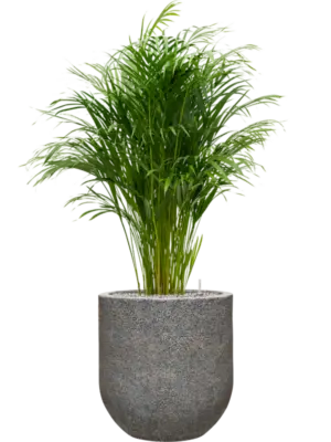 Soil (Vulkastrat)
