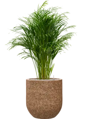 Soil (Vulkastrat)