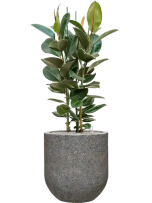 Soil (Vulkastrat)