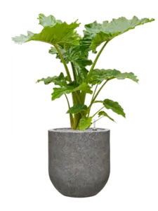 Naturescast®