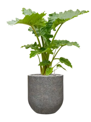 Soil (Vulkastrat)
