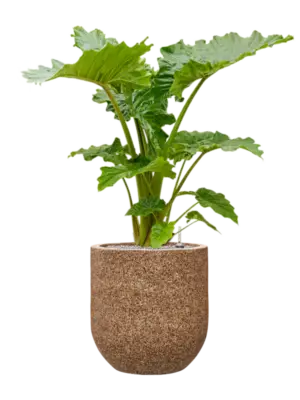 Soil (Vulkastrat)