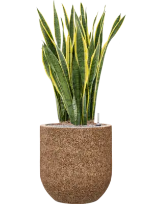 Soil (Vulkastrat)