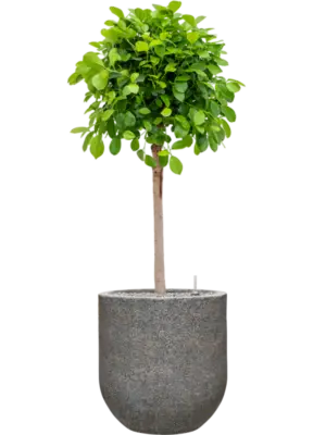 Soil (Vulkastrat)