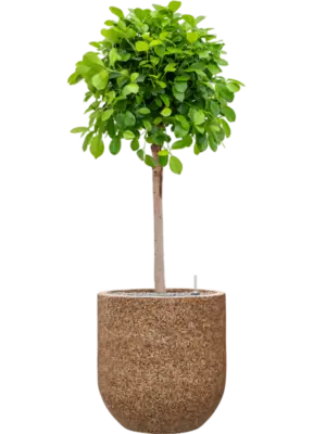 Soil (Vulkastrat)