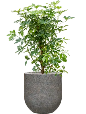 Soil (Vulkastrat)