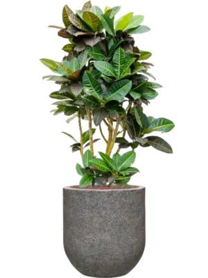 Hydroculture