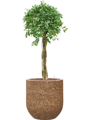 Hydroculture