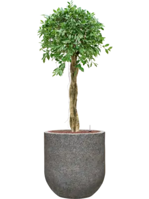 Hydroculture