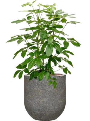 Hydroculture