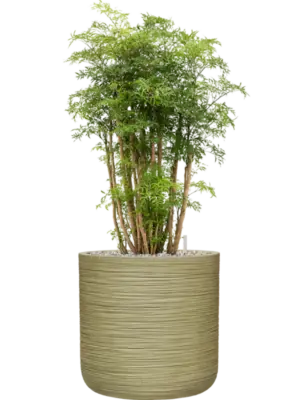 Soil (Vulkastrat)