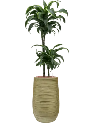 Hydroculture