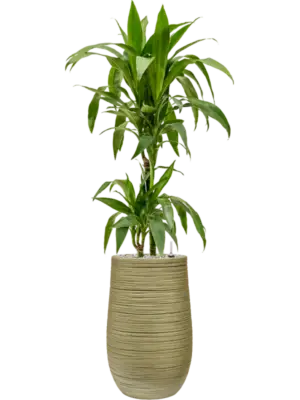Soil (Vulkastrat)