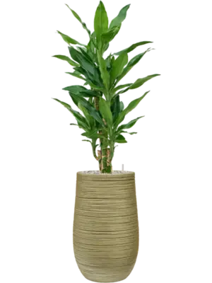 Soil (Vulkastrat)