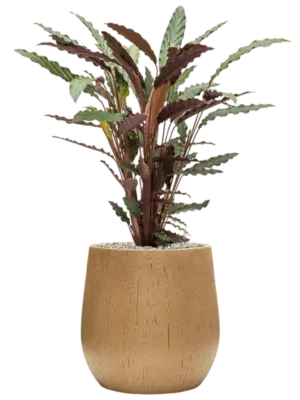 Soil (Vulkastrat)