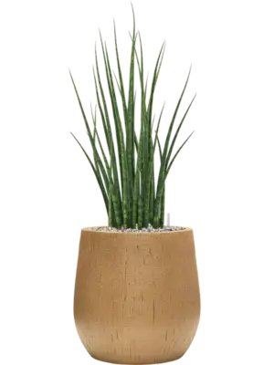 Soil (Vulkastrat)