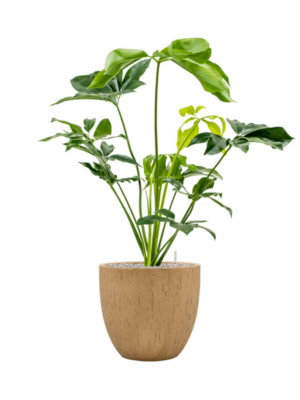 Soil (Vulkastrat)