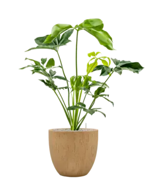 Soil (Vulkastrat)