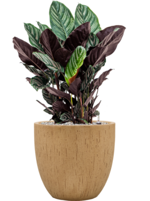 Soil (Vulkastrat)