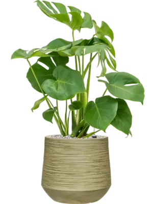 Soil (Vulkastrat)