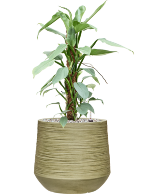 Soil (Vulkastrat)