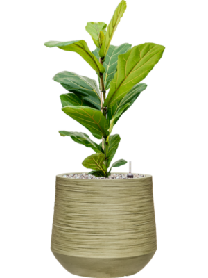 Soil (Vulkastrat)