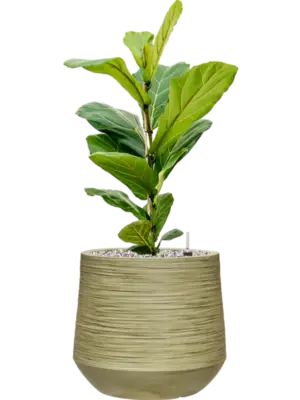 Soil (Vulkastrat)