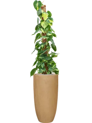 Soil (Vulkastrat)