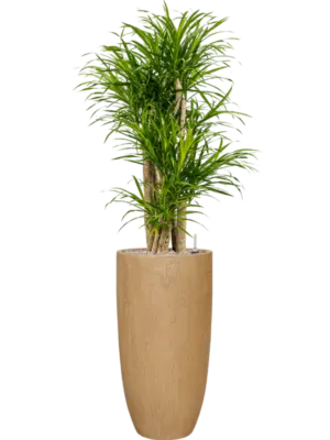 Soil (Vulkastrat)