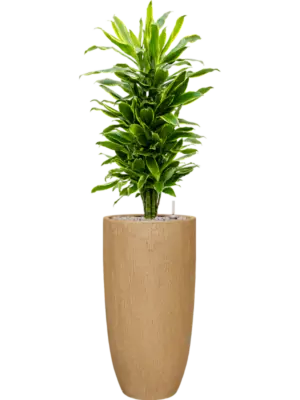 Soil (Vulkastrat)