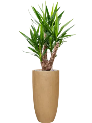 Soil (Vulkastrat)