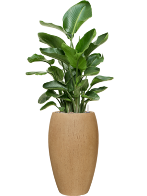 Soil (Vulkastrat)