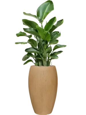 Soil (Vulkastrat)